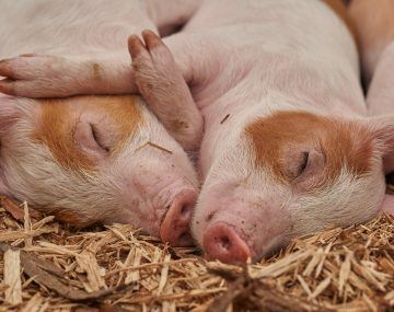 aanvragen uitkoopregeling varkenshouderijen